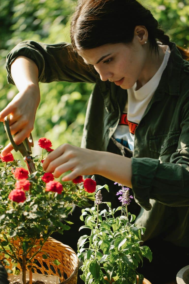 Dedicated gardener trims vibrant flowers, showcasing her love for nature in a colorful garden.