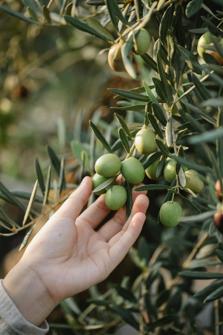 Delicate hand reaching for unripe olives in a serene olive grove, showcasing natures bounty.
