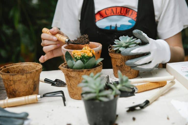 Person repotting colorful succulents in a bright garden with terracotta pots and tools.